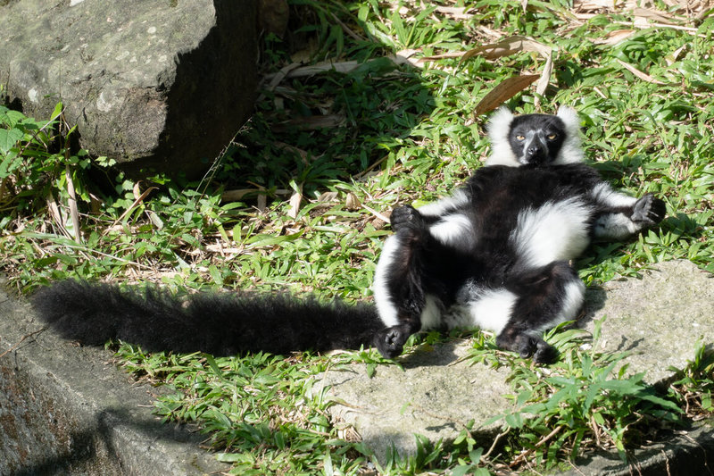 台北市立動物園16日分享3種狐猴的曬日光浴姿態，其中白頸狐猴走慵懶風格，會躺在草地上，以「大」字形攤開四肢，讓胸口和腹部都曬到溫暖陽光。（台北市立動物園提供）中央社記者陳昱婷傳真　115年1月16日