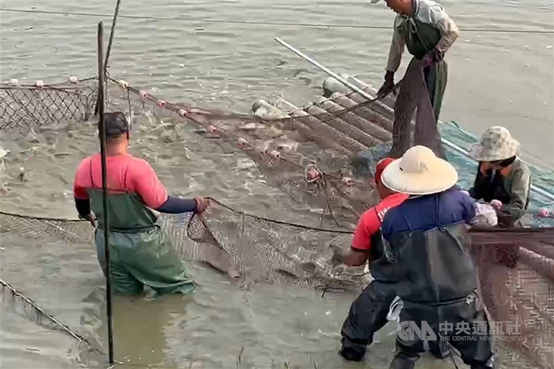 圖為台灣鯛養殖魚塭作業情形。（中央社檔案照片）