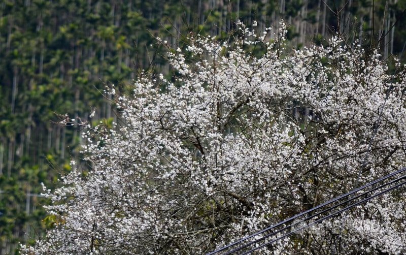 嘉義阿里山公路沿線梅花盛開（圖），梅山公園3000株梅花已開3成，文化觀光局16日說，未來幾週都是賞花好時期。中央社記者蔡智明攝　115年1月16日