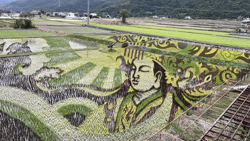 米國學校2026年的彩繪稻田創作「天后邸家」，將媽祖的莊嚴化作大地的色彩。中央社記者盧太城台東攝　115年1月16日