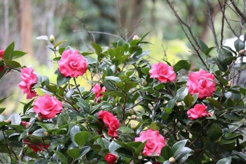 台北市公園路燈工程管理處表示，花卉試驗中心舉辦台北茶花展目前已登場，歡迎民眾趁假期前往賞花。（公園處提供）中央社記者劉建邦傳真　115年1月17日