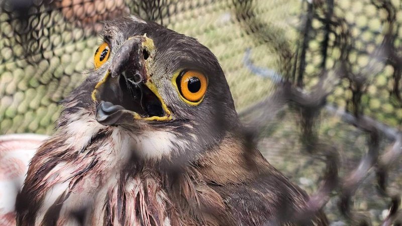 1隻受傷的猛禽鳳頭蒼鷹掉落地上，林保署台東分署關山工作站人員獲通報趕往救援，送往動物醫院醫治與照護。台東分署人員提醒民眾，發現受傷動物應立即通報，避免錯誤搶救。（林保署台東分署提供）中央社記者盧太城台東傳真 115年1月17日