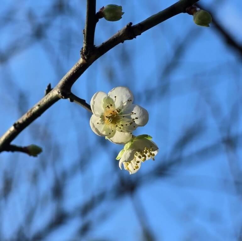 台北市公園路燈工程管理處表示，隨冬季氣溫轉涼，南港公園內的梅花已陸續綻放，民眾可前往現場賞花。（公園處提供）中央社記者劉建邦傳真　115年1月17日