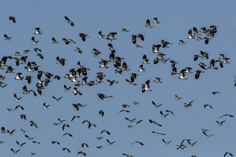 2026年「土豆鳥大集合-小辮鴴普查」公民科學活動18日展開，261名鳥友在彰化、雲林等處調查小辮鴴出沒數量、分布位置及利用棲地類型，其中雲林縣觀測到1萬2351隻，居全台之冠。  （農業部林業及自然保育署南投分署提供）中央社記者姜宜菁傳真　115年1月18日