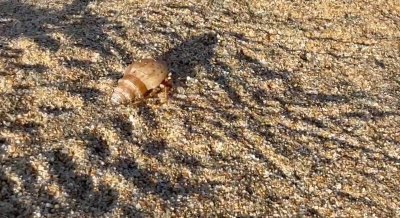 墾丁凱撒大飯店夜訪沙蟹導覽活動遭批打擾生態，業者致歉並表示，已著手檢討並優化相關活動內容，包括導覽流程、說明方式及整體呈現。圖為寄居蟹。（讀者提供）中央社記者黃郁菁傳真　115年1月18日