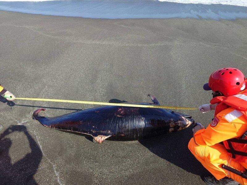 台東長濱鄉城仔埔沙灘18日下午有民眾發現一頭死亡鯨豚，海巡署第一三岸巡隊長濱安檢所獲報後前往處理，丈量鯨豚體長約220公分，並聯繫成功大學鯨豚中心協助辨識品種與後續處置。（海巡署東部分署第一三岸巡隊提供）中央社記者李先鳳傳真　115年1月19日