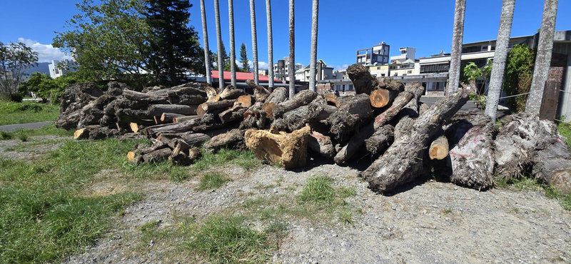 劉姓及謝姓男子取得蘭陽溪河川地使用許可，以種西瓜為掩護，將紅檜等貴重漂流木埋在西瓜田內伺機變賣，台灣宜蘭地方檢察署日前發動大規模拘提與搜索行動，查獲143根貴重林木。（宜檢提供）中央社記者王朝鈺傳真　115年1月19日