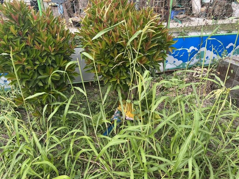 屏東縣張姓男子疑嫌鄰居飼養的鸚鵡太吵，19日闖入住宅殺害4隻鸚鵡，並丟棄草叢中。（屏東警分局提供）中央社記者李卉婷傳真　115年1月20日