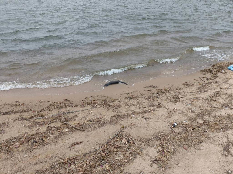 金門太湖20日有民眾發現歐亞水獺屍體，金門縣野生動物救援暨保育協會獲報將水獺屍體帶回進行初步處置，後續將送農業部獸醫研究所解剖及病理檢驗以判定死因。（金門縣野生動物救援暨保育協會提供）中央社記者吳玟嶸攝傳真　115年1月20日