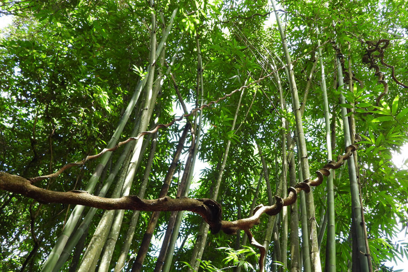 林業及自然保育署嘉義分署近期完成台南市楠西區「南山林道」修復，特別針對生長在林道上方的特有種植物「鴨腱藤」加以保護，確保生長。圖為施工前狀態。（嘉義分署提供）中央社記者楊思瑞台南傳真　115年1月20日