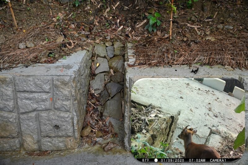 監測畫面拍到野生動物使用擋土牆中設置的動物通道。（圖取自林業及自然保育署嘉義分署網頁chiayi.forest.gov.tw）