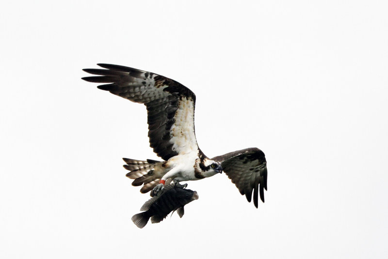 一隻在台東知本魚塭無法展翅飛翔的保育類動物魚鷹，經野灣野生動物保育協會救治後繫環野放。日前有鳥友拍到這隻魚鷹再現捕抓大魚英姿，喜見牠恢復獵食能力。（鳥友提供）中央社記者盧太城台東傳真　115年1月21日