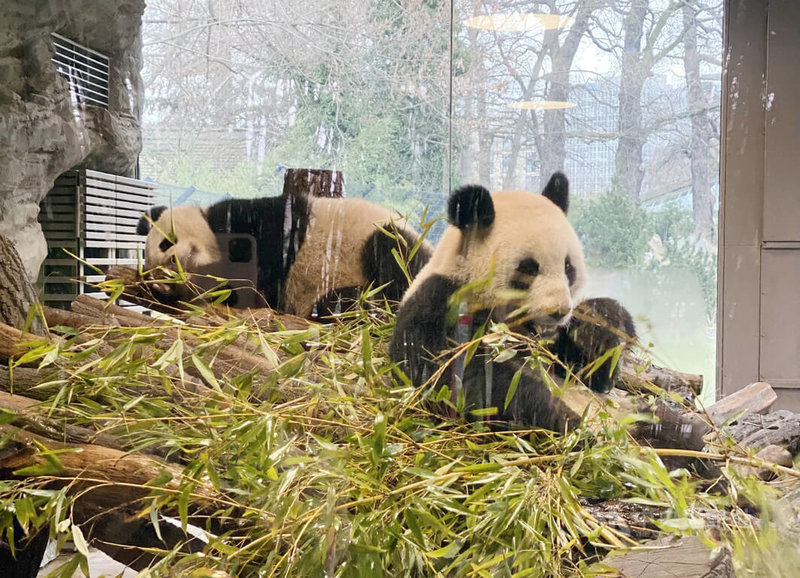 柏林動物園2017年入住兩頭大貓熊夢夢與嬌慶，2019與2024年相繼誕下雙胞胎，為柏林動物園帶來不少參觀人潮。中央社記者林尚縈柏林攝　115年1月22日