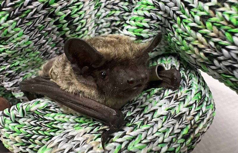 雪霸國家公園管理處22日表示，113、114年連續2年於觀霧地區捕獲記錄到國家瀕危物種「霜毛蝠」，毛髮末端呈現霜白色，像似灑上了糖霜，顯得亮眼。（雪管處提供）中央社記者管瑞平傳真　115年1月22日