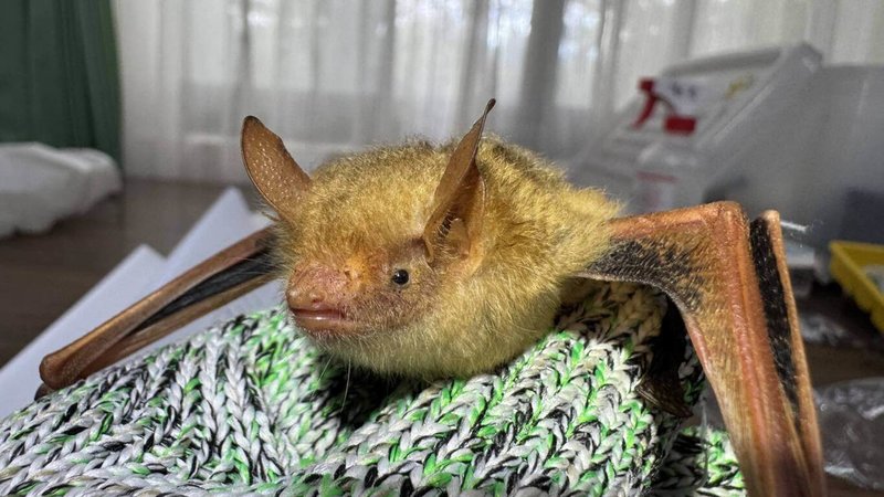 雪霸國家公園管理處22日表示，114年觀霧地區捕獲記錄到「金黃鼠耳蝠」，此物種前一次在觀霧地區紀錄為2006年，睽違19年後，再次在觀霧現蹤，全身毛髮為黃色，相當特別。（雪管處提供）中央社記者管瑞平傳真　115年1月22日