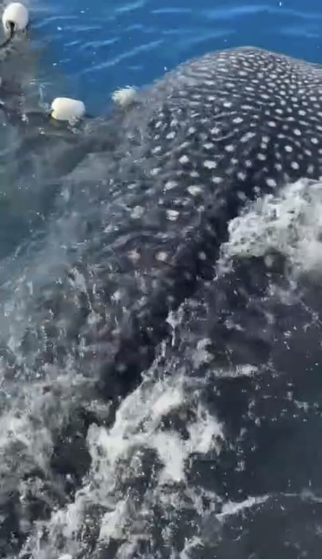 海洋委員會海洋保育署自110年起成立「定置漁業混獲保育類通報群組」,與定置網業者合作,通報並釋放誤捕的鯨鯊等保育類海洋野生動物,業者透過通報群組紀錄誤捕物種、座標及位置,拍照存證後將動物自主釋放回海中。圖為業者將鯨鯊釋回過程。(海洋委員會海洋保育署提供)中央社記者張已亷傳真 115年1月22日