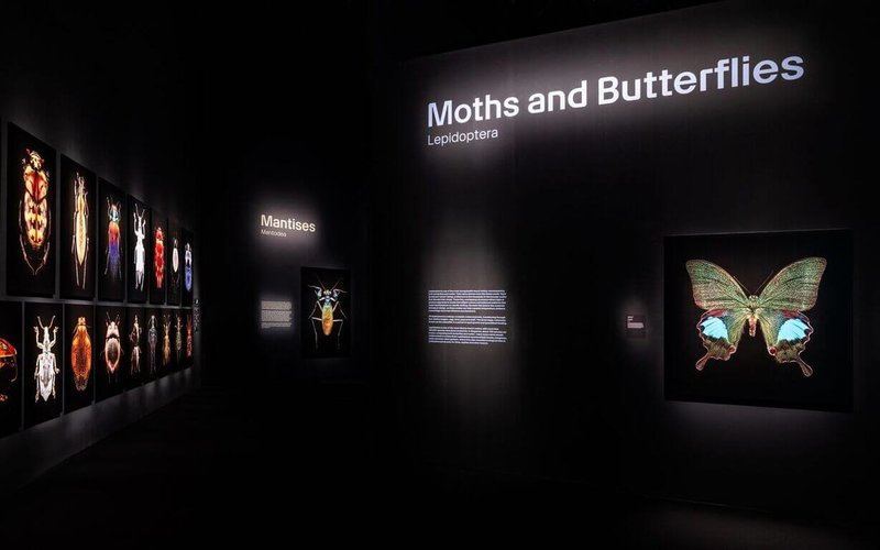 新加坡金沙酒店(Marina Bay Sands)附近藝術科學博物館(ArtScience Museum)舉辦「昆蟲:微觀雕塑放大展」,展出巨幅昆蟲影像。(Marina Bay Sands提供)中央社記者吳昇鴻新加坡傳真 115年1月23日