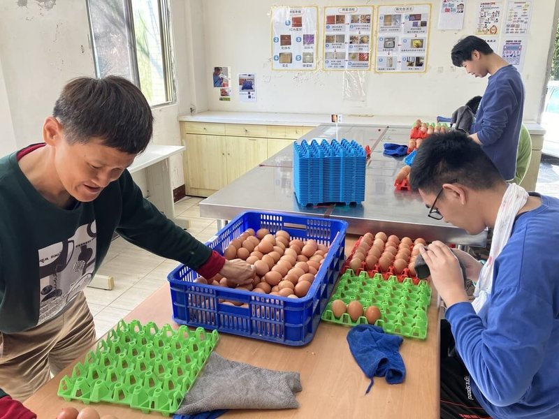 花蓮黎明教養院方舟畜牧場是心智障礙者的庇護工場，飼養一批蛋雞讓學員餵養、撿蛋及擦拭等學習自立。近期因銷售陷困境，初估農曆年後庫存量將達上萬顆，機構拍攝宣傳單曲推廣產品，盼能提高買氣。（黎明機構提供）中央社記者張祈傳真　115年1月24日