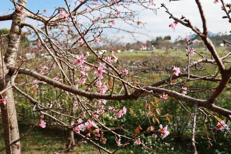 南投縣鹿谷鄉小半天石馬公園目前櫻花開約3、4成，南投縣政府、鹿谷鄉公所24日舉辦「2026櫻花冬筍季」，現場推薦冬筍料理，歡迎賞花遊客享用。（南投縣政府提供）中央社記者蕭博陽傳真　115年1月24日