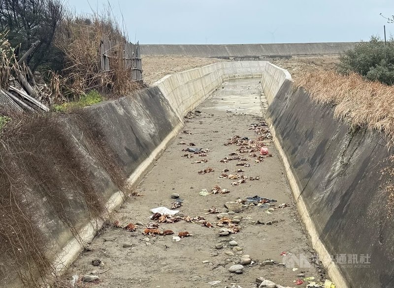 苗栗縣後龍鎮外埔里王爺宮大排接近出海口處，26日發現遭丟棄大量死雞，縣府動防所獲報後前往處置。中央社記者管瑞平攝　115年1月26日
