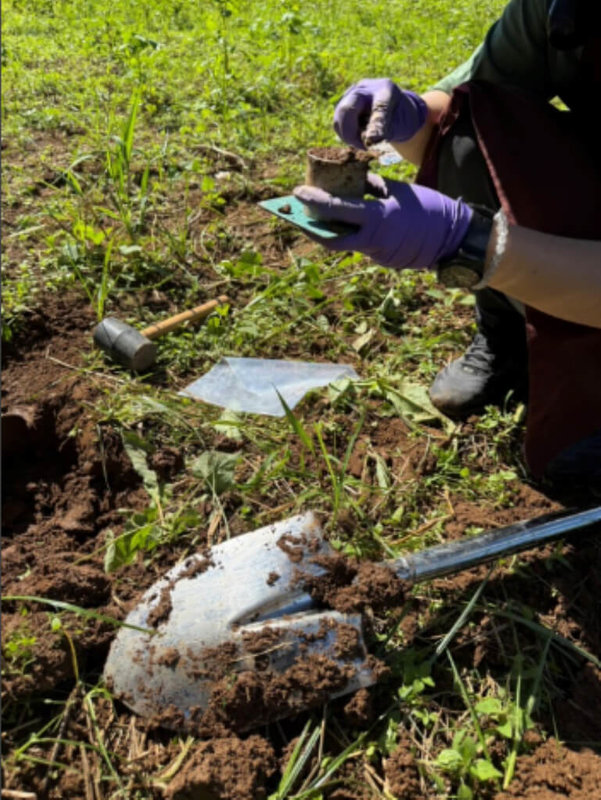農業部種苗改良繁殖場在水稻產區導入綠肥，並整合水稻輪作，增加土壤碳儲存量，還提升稻作產量，將持續讓綠肥翻埋入田的效益「數據化、可溝通化」，讓增匯農耕從理念走向田間落地。（種苗改良場提供）中央社記者汪淑芬傳真　115年1月26日