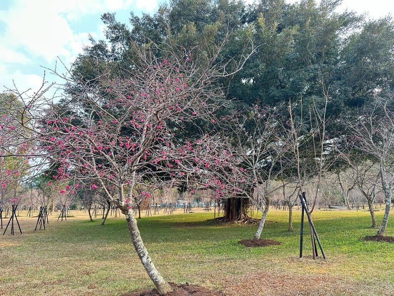 國立暨南國際大學「暨大櫻花季」遠近聞名，目前校內櫻花開約2、3成，校方預估2月初至2月中旬盛開。（國立暨南國際大學提供）中央社記者蕭博陽南投縣傳真 115年1月27日