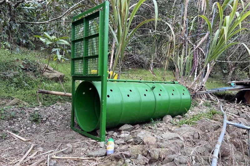 阿里山鄉於今年截至26日，林保署嘉義分署接獲9起台灣黑熊入侵工寮或菜園通報，因近來出沒靠近聚落，即設置誘捕籠，避免黑熊侵擾，發生傷人事件。（林保署嘉義分署提供）中央社記者黃國芳傳真　115年1月27日