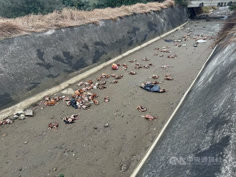 苗栗縣後龍出海口大排26日發現遭丟棄大量死雞(圖),縣府28日表示,經採樣送驗,死雞確診H5N1亞型高病原性禽流感,來源疑與台中地區養禽場有關,目前持續調查釐清中。中央社記者管瑞平攝 115年1月28日