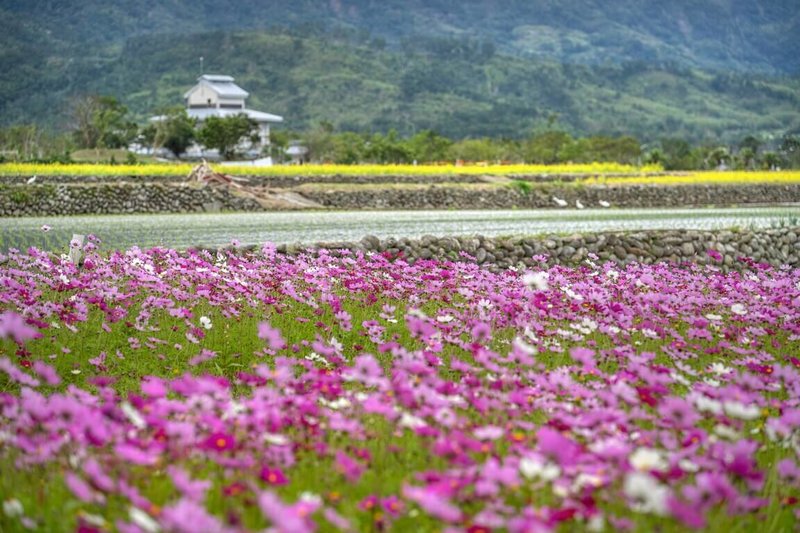春節將到，花東縱谷國家風景區管理處推薦旅遊路線，其中「花東縱谷南段一日遊」可遊賞富里鄉農會的「第七屆稻草藝術季－富里喵樂園」，圖為富里鄉農田區花海。（花東縱谷國家風景區管理處提供）中央社記者李先鳳傳真　115年1月28日