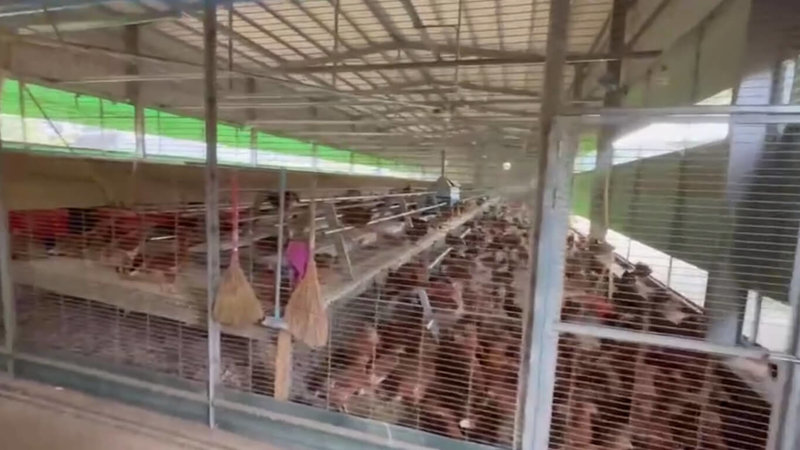 台中市豐原區一處蛋雞場確診禽流感。據市府調查,該案場10日就已出現禽流感症狀,10日至26日死亡雞隻逾1700隻,期間卻仍繼續出售雞蛋並有貨車進入養雞場。市府28日表示,因業者未主動通報,將依法裁罰。(台中市政府提供)中央社記者趙麗妍傳真 115年1月28日