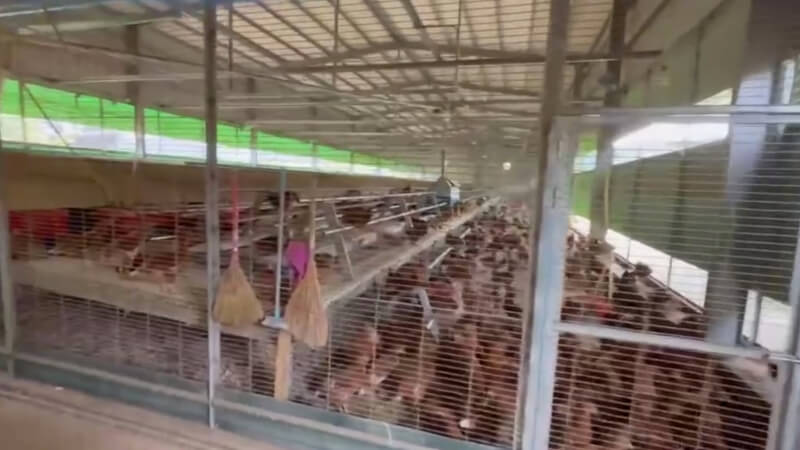 台中市豐原區一處蛋雞場確診禽流感。據市府調查,該案場10日就已出現禽流感症狀,10日至26日死亡雞隻逾1700隻,期間卻仍繼續出售雞蛋並有貨車進入養雞場。市府28日表示,因業者未主動通報,將依法裁罰。(台中市政府提供)中央社記者趙麗妍傳真 115年1月28日