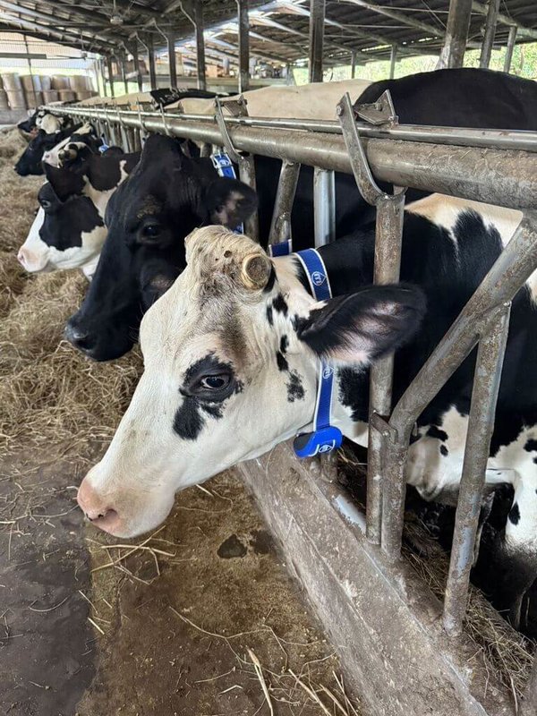 新竹縣政府為協助畜牧業減緩人力與經營壓力，輔導縣內乳牛場設置自動擠乳系統等智農科技，可透過自動辨識與定位乳頭位置完成擠乳作業，能有效降低人力投入，提升作業效率。（新竹縣政府提供）中央社記者郭宣彣傳真　115年1月28日