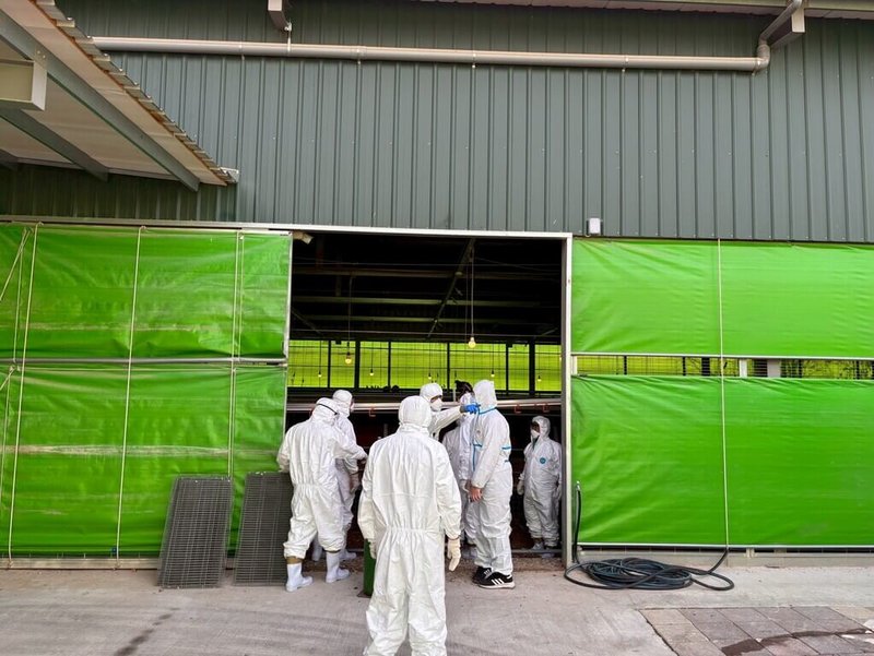 台中市豐原區一處蛋雞場確診禽流感，台中市政府29日上午派防疫人員到蛋雞場依法撲殺全場雞隻。（台中市政府提供）中央社記者郝雪卿傳真  115年1月29日