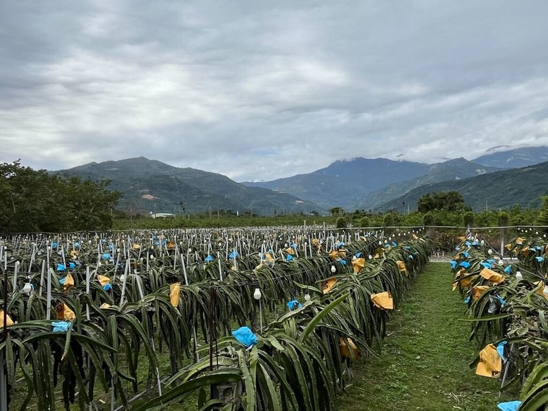 台東縣議會日前通過縣府所提5筆縣有地放領。縣長饒慶鈴表示，這是一份對農民的責任。（台東縣政府提供）中央社記者盧太城台東傳真　115年1月29日