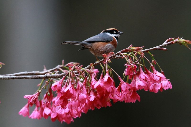 南投縣仁愛鄉奧萬大森林生態豐富，記錄逾百種鳥類，是鳥類重要棲息場域，也是地質科學天然教室。圖為紅頭山雀。（陳科綬提供）中央社記者蕭博陽南投縣傳真　115年1月29日