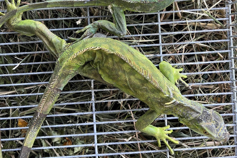 台南市政府執行綠鬣蜥防治，2025年共移除共2萬6820隻，為擴大移除成效，市府農業局訂於2月10日辦理綠鬣蜥防治人員教育訓練。（台南市農業局提供）中央社記者楊思瑞傳真　115年1月29日