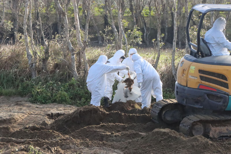 台中豐康畜牧場隱匿蛋雞禽流感疫情，並將逾千隻死雞埋在苗栗縣後龍鎮的私有農地，苗栗縣政府農業處、動防所29日下午會同警方前往該農地開挖確認。（苗栗縣政府提供）中央社記者管瑞平傳真　115年1月29日