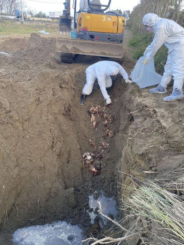 台中市豐原區豐康畜牧場確診禽流感,逾千隻死雞私埋棄置在苗栗縣後龍私有農地,苗縣府農業處、動防所29日會同警方到場開挖,截至傍晚陸續挖出約300隻雞屍。(苗栗縣政府提供)中央社記者管瑞平傳真 115年1月29日