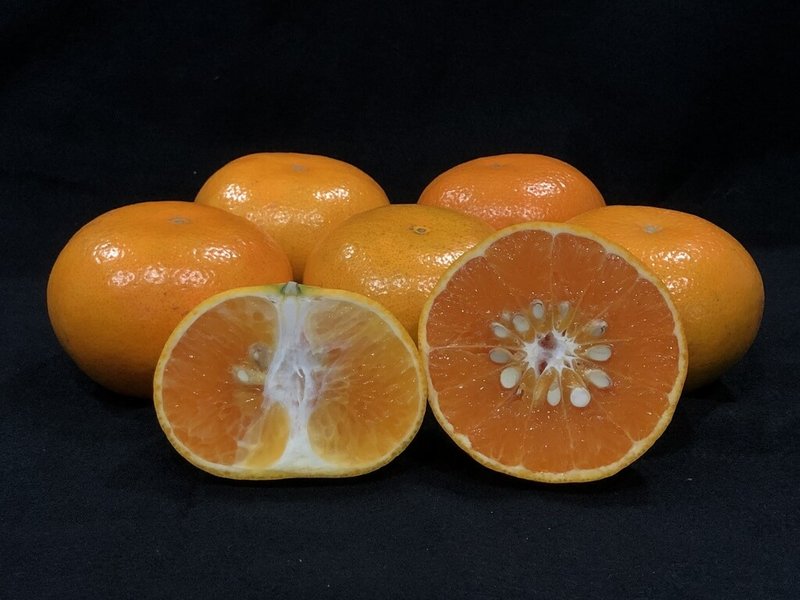 農業部台南區農業改良場介紹春節應景水果茂谷柑，其維生素A、C、E和鈣，都比蘋果、櫻桃、奇異果高，目前正是盛產季節，建議選購時，挑選果皮橙黃色、輕握有彈性及有沉重感者最優。（台南農改場提供）中央社記者汪淑芬傳真　115年1月30日