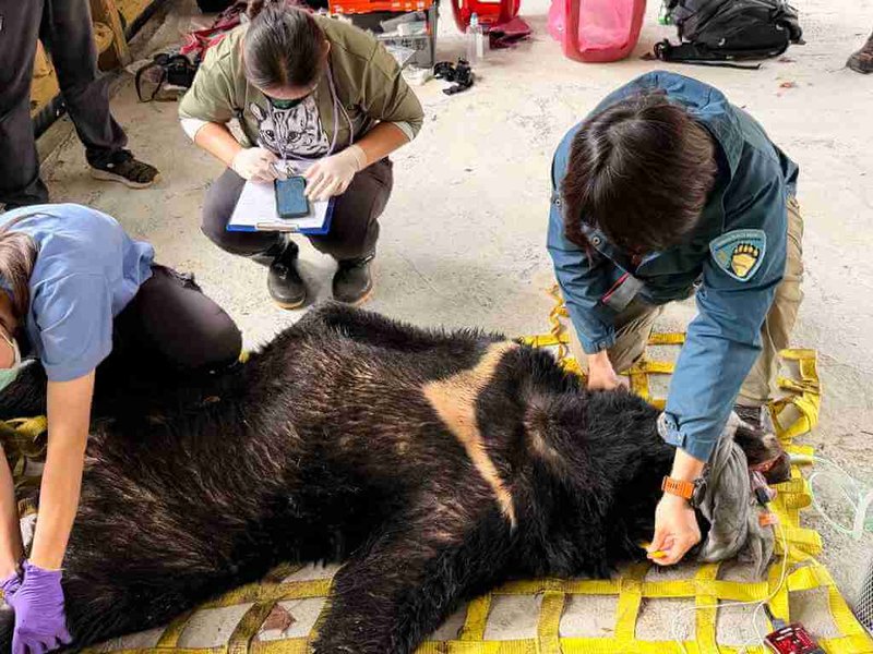 屢次侵擾阿里山部落的台灣黑熊30日被安全套索捕獲,經生物多樣性研究所獸醫檢查確認黑熊無外傷,為體重123公斤成年公熊。(林保署嘉義分署提供)中央社記者蔡智明傳真 115年1月30日