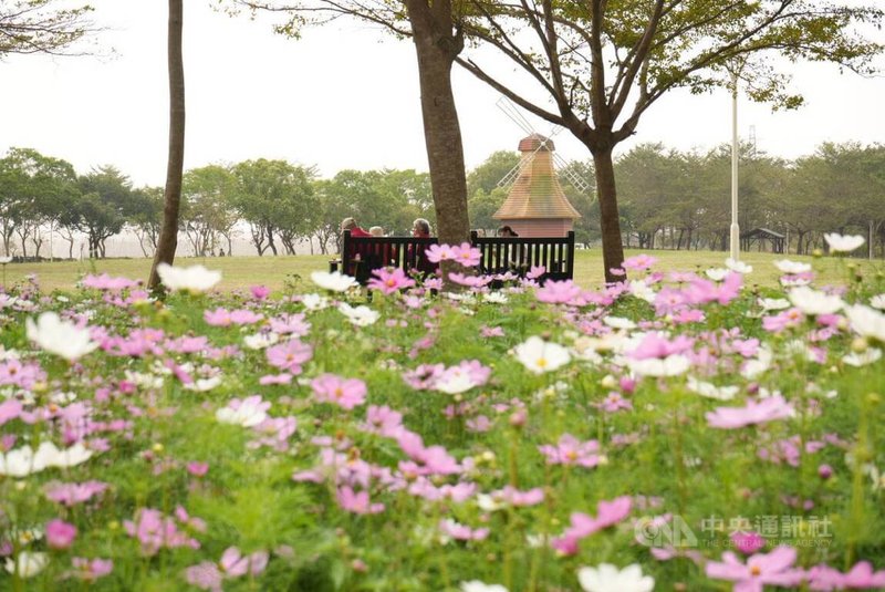 屏東縣新埤鄉貓頭鷹共融公園園區內有生態埤塘及林蔭步道等，目前花海也已盛開，縣府推薦民眾春節前來賞花走春。中央社記者黃郁菁攝　115年1月30日