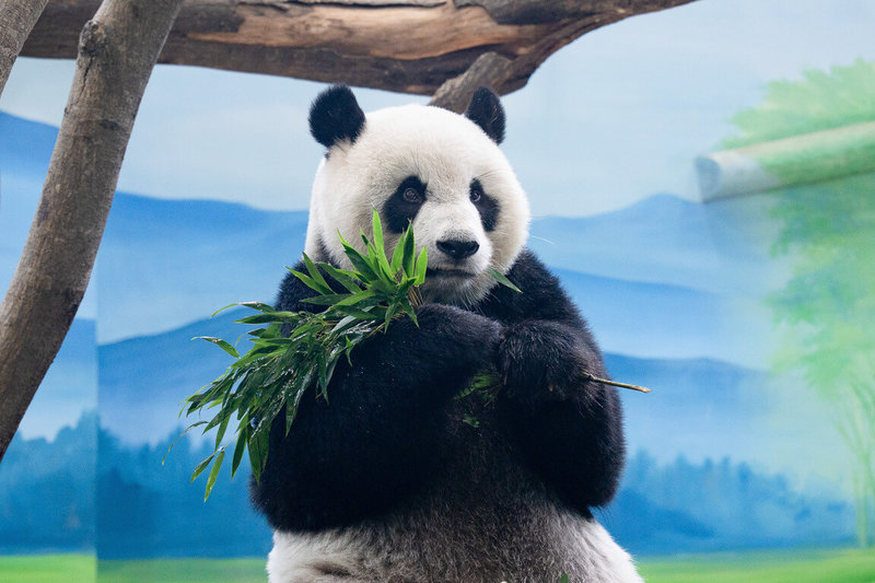 台北市立動物園30日表示，大貓熊「圓仔」2年一度的例行健檢結果顯示有輕微骨刺形成，但整體仍屬狀況良好，依然是健康寶寶。（台北市立動物園提供）中央社記者陳昱婷傳真　115年1月30日