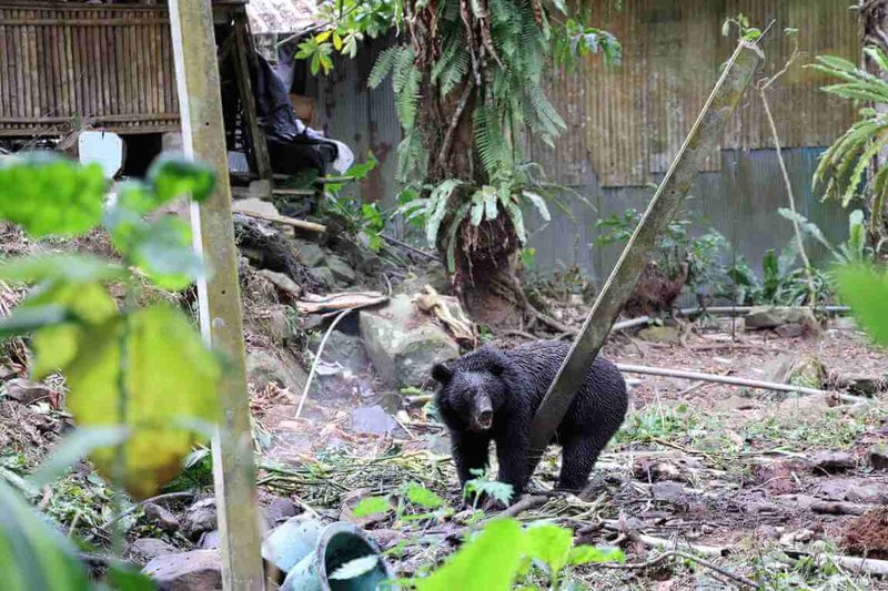 在嘉義縣阿里山地區連續侵擾11處工寮，引發居民恐慌的台灣黑熊30日於里佳被安全套索捕獲。（林保署嘉義分署提供）中央社記者蔡智明傳真　115年1月30日