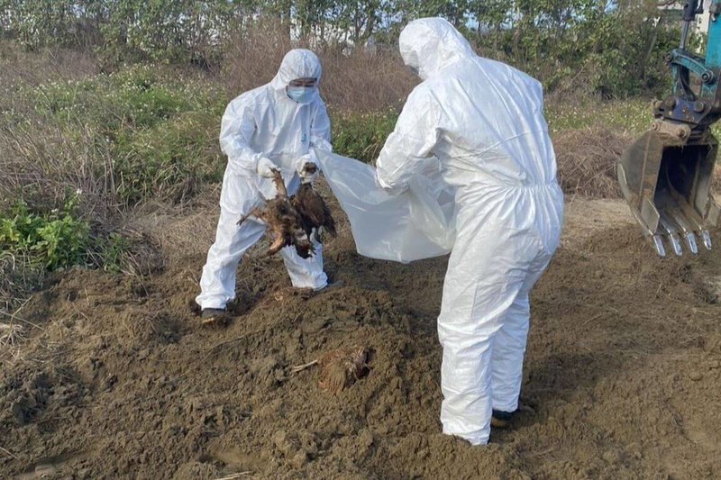 台中豐康畜牧場將逾千隻禽流感斃死雞埋在苗栗縣後龍鎮私有地，苗檢30日訊問雲姓場主及顏姓地主後，依法諭令各以新台幣40萬、20萬元交保候傳，並限制出境出海。圖為苗栗縣政府動員開挖、清除遭埋雞屍。（苗栗縣政府提供）中央社記者管瑞平傳真 115年1月30日