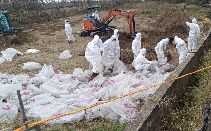 台中豐康畜牧場隱匿禽流感疫情，並將逾千隻死雞埋在苗栗縣後龍鎮。苗縣府動員連續2天開挖掩埋處，清出雞屍1216隻，高於業者自承的1150隻。（苗栗縣政府提供）中央社記者管瑞平傳真　115年1月30日