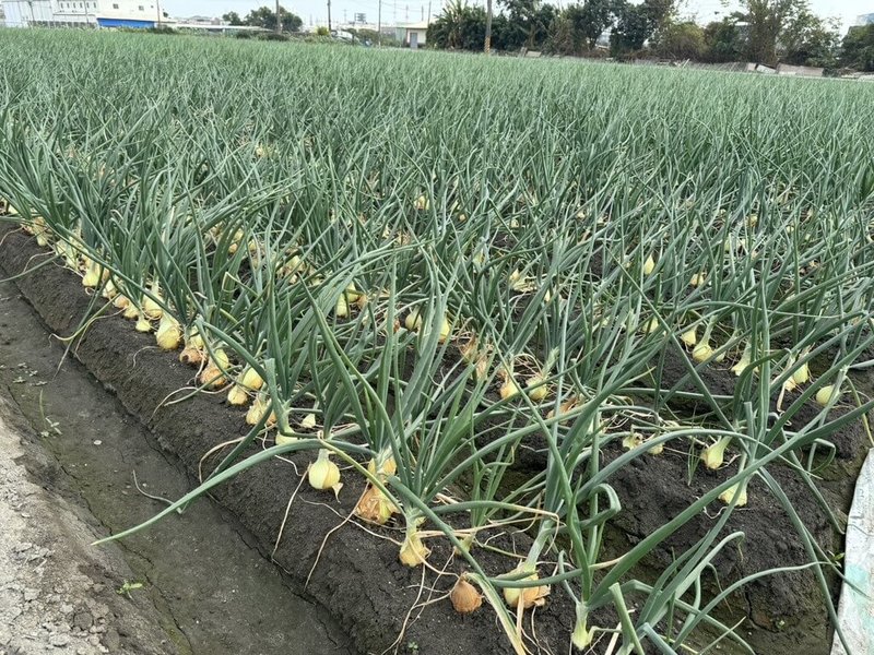 高雄市林園區為國內重要洋蔥產地之一，預計2月初進入盛產期。（高雄市農業局提供）中央社記者蔡孟妤傳真 115年1月31日