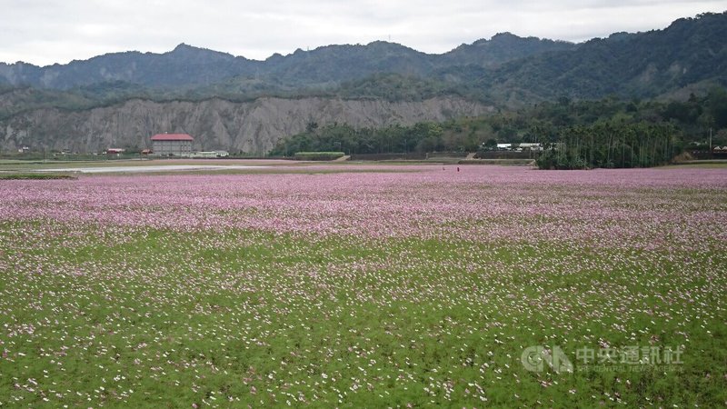 台東縱谷鹿野鄉約20公頃的波斯菊花海趕上春節連假，繽紛花海將綻放到春節過後。鹿野鄉公所邀請遊客春節期間到鹿野賞花。中央社記者盧太城台東攝 115年1月31日