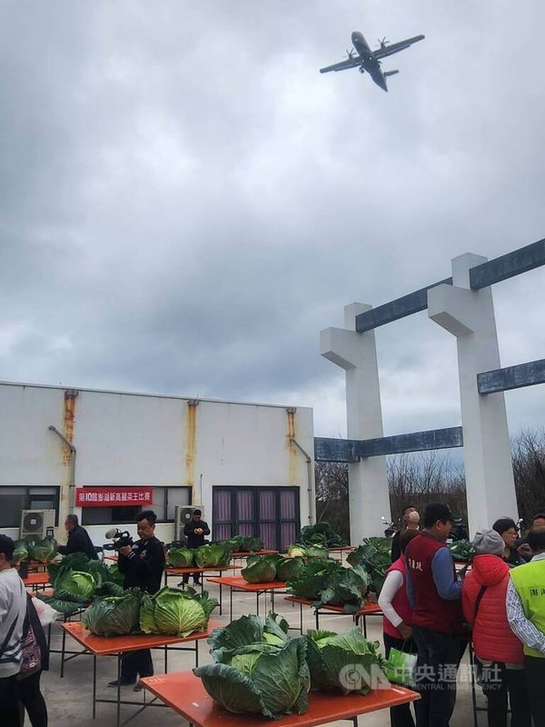 澎湖「第10屆高麗菜王比賽」，31日馬公烏崁社區登場，計有在地22組菜農參賽，顆顆又大又飽滿，不少台澎航線班機臨空飛過，在場民眾異口同聲說，烏崁高麗菜是「聽飛機聲音長大」。中央社   115年1月31日