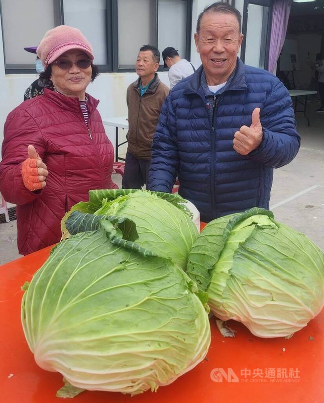 澎湖縣「第10屆高麗菜王比賽」31日在馬公烏崁社區登場，單顆體積最大獎由葉美靖（左）以67.4公分奪得。與會民眾直呼烏崁高麗菜是「聽飛機聲音長大」的。中央社   115年1月31日