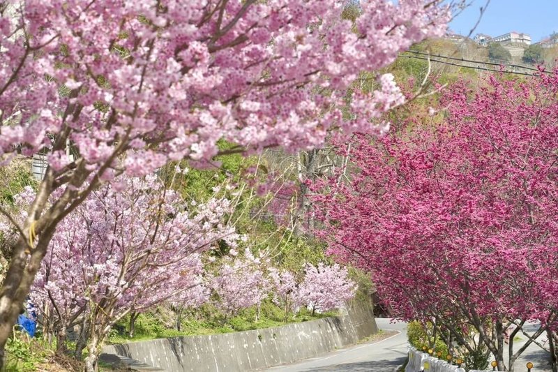 隨著氣溫逐漸回升,桃園市復興區北橫櫻花陸續綻放,風管處1日表示,除推出「2026北橫櫻花散步地圖」,臉書粉專也每週更新最新花況資訊,民眾從即日起至3月下旬都能賞櫻,圖為去年櫻花季盛況。(桃園市政府風景區管理處提供)中央社記者吳睿騏桃園傳真 115年2月1日